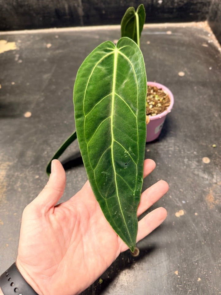 Handpicked 102 - Anthurium Warocqueanum | Uprooted
