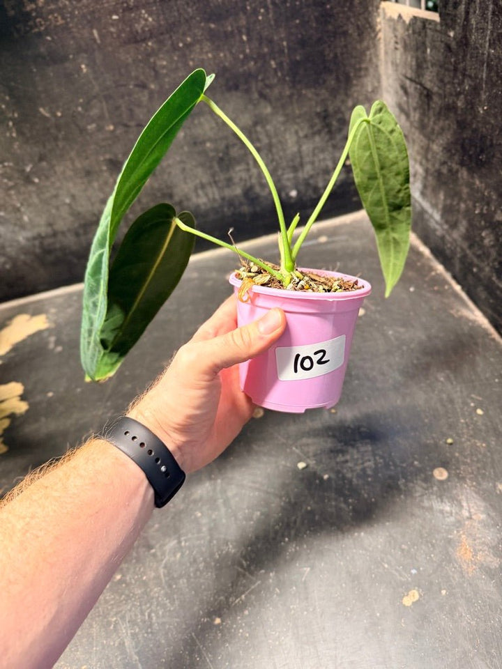 Handpicked 102 - Anthurium Warocqueanum | Uprooted