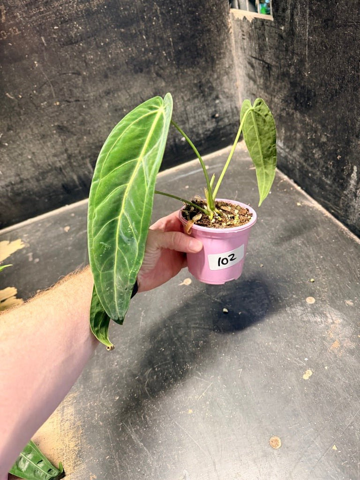 Handpicked 102 - Anthurium Warocqueanum | Uprooted