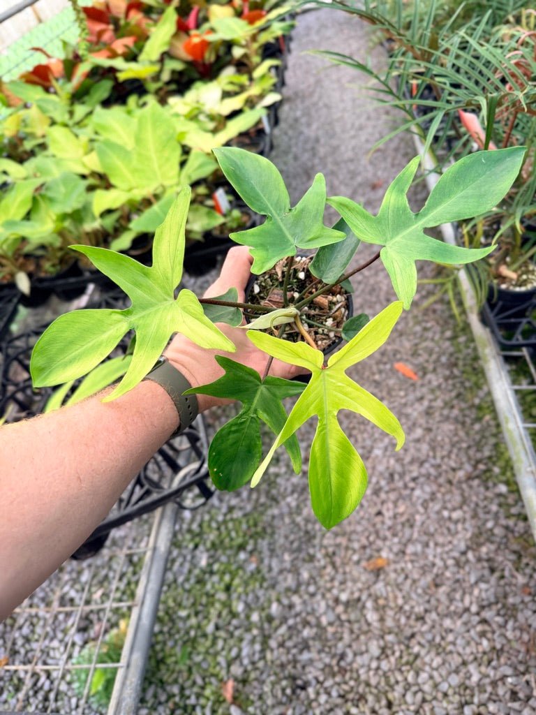 Handpicked 102 - Philodendron Pedatum - Florida Ghost | Uprooted