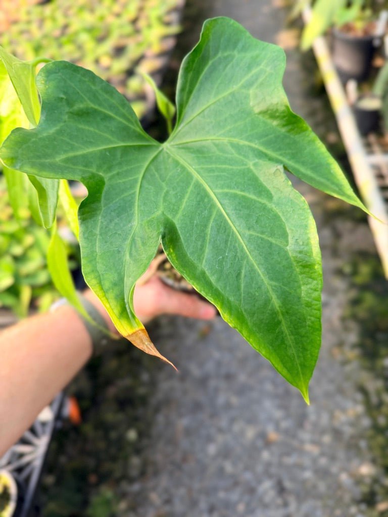 Handpicked 103 - Anthurium Pedatoradiatum | Uprooted