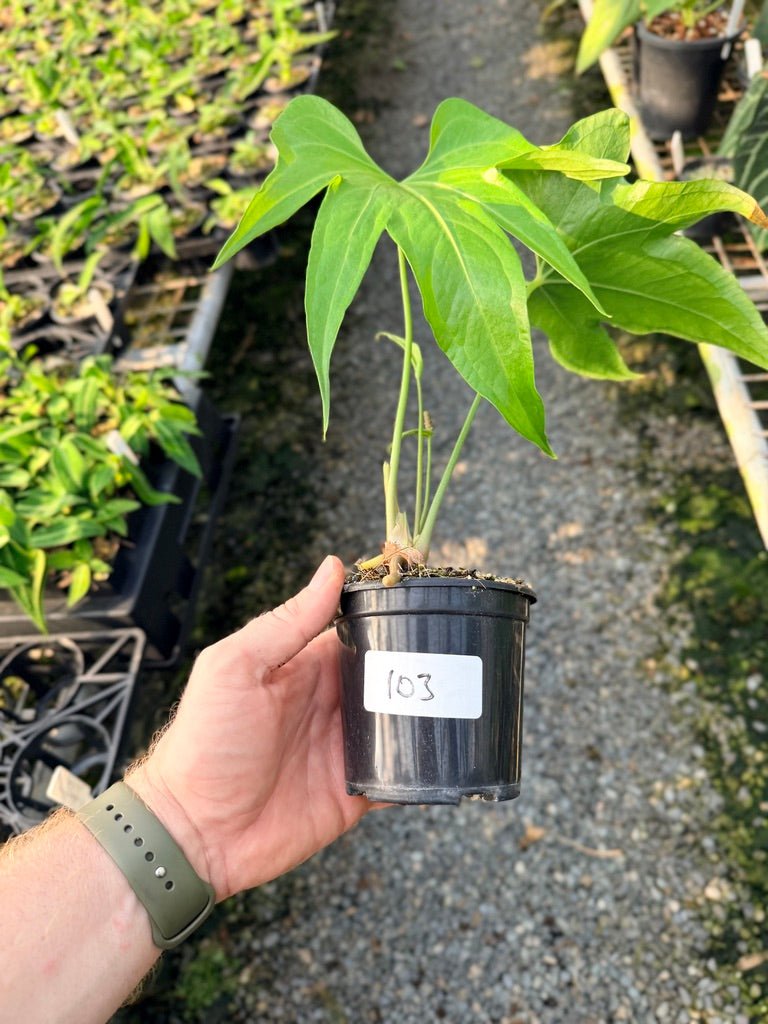 Handpicked 103 - Anthurium Pedatoradiatum | Uprooted