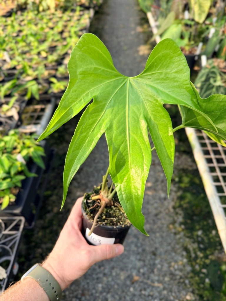 Handpicked 103 - Anthurium Pedatoradiatum | Uprooted