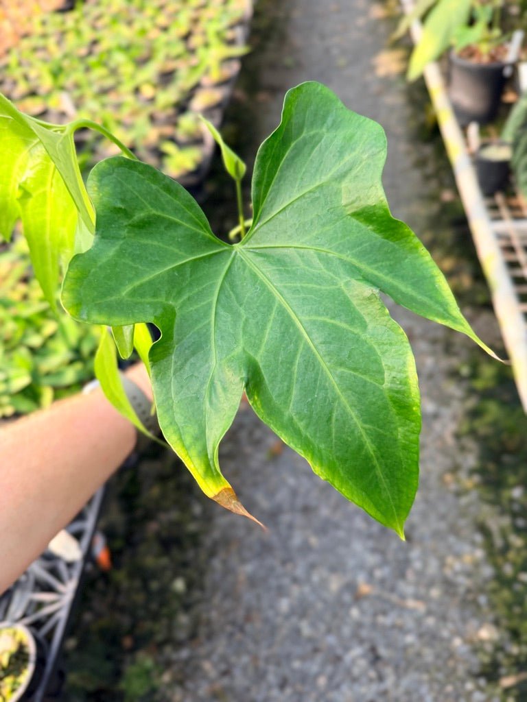 Handpicked 103 - Anthurium Pedatoradiatum | Uprooted