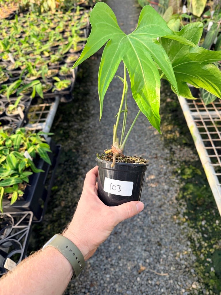 Handpicked 103 - Anthurium Pedatoradiatum | Uprooted