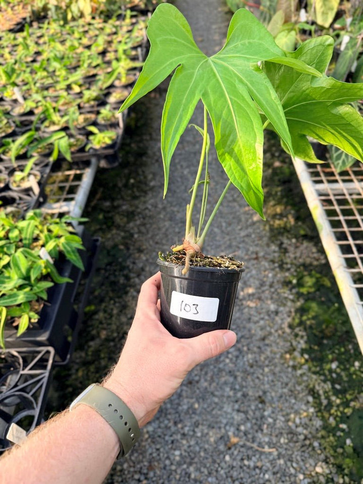 Handpicked 103 - Anthurium Pedatoradiatum | Uprooted