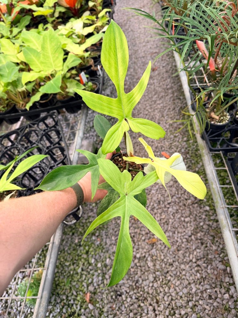 Handpicked 103 - Philodendron Pedatum - Florida Ghost | Uprooted