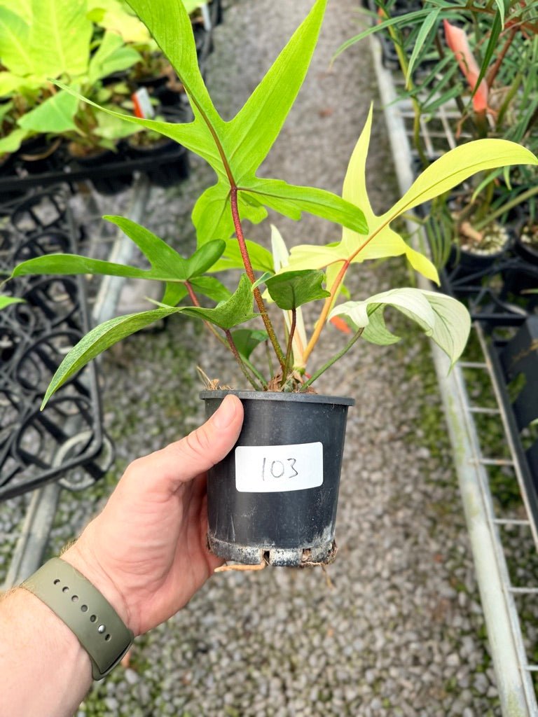 Handpicked 103 - Philodendron Pedatum - Florida Ghost | Uprooted