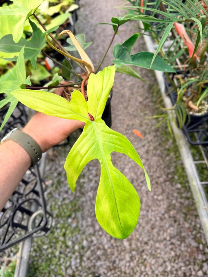 Handpicked 104 - Philodendron Pedatum - Florida Ghost | Uprooted