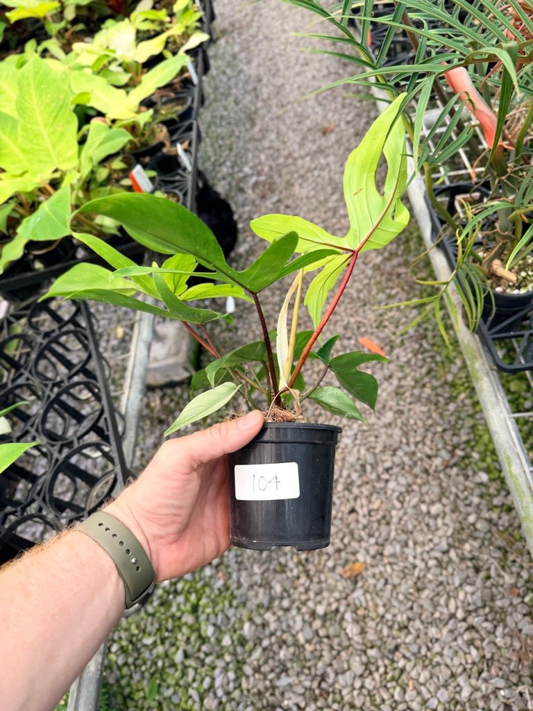 Handpicked 104 - Philodendron Pedatum - Florida Ghost | Uprooted