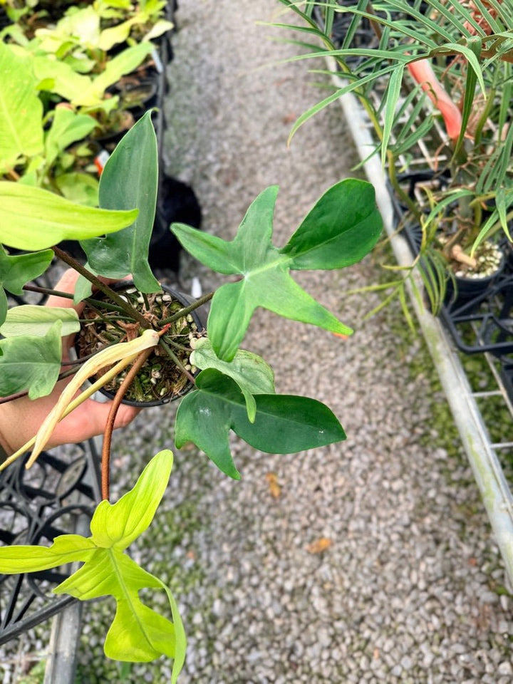 Handpicked 104 - Philodendron Pedatum - Florida Ghost | Uprooted