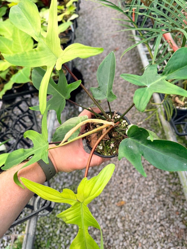 Handpicked 104 - Philodendron Pedatum - Florida Ghost | Uprooted