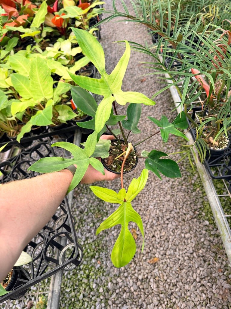 Handpicked 104 - Philodendron Pedatum - Florida Ghost | Uprooted