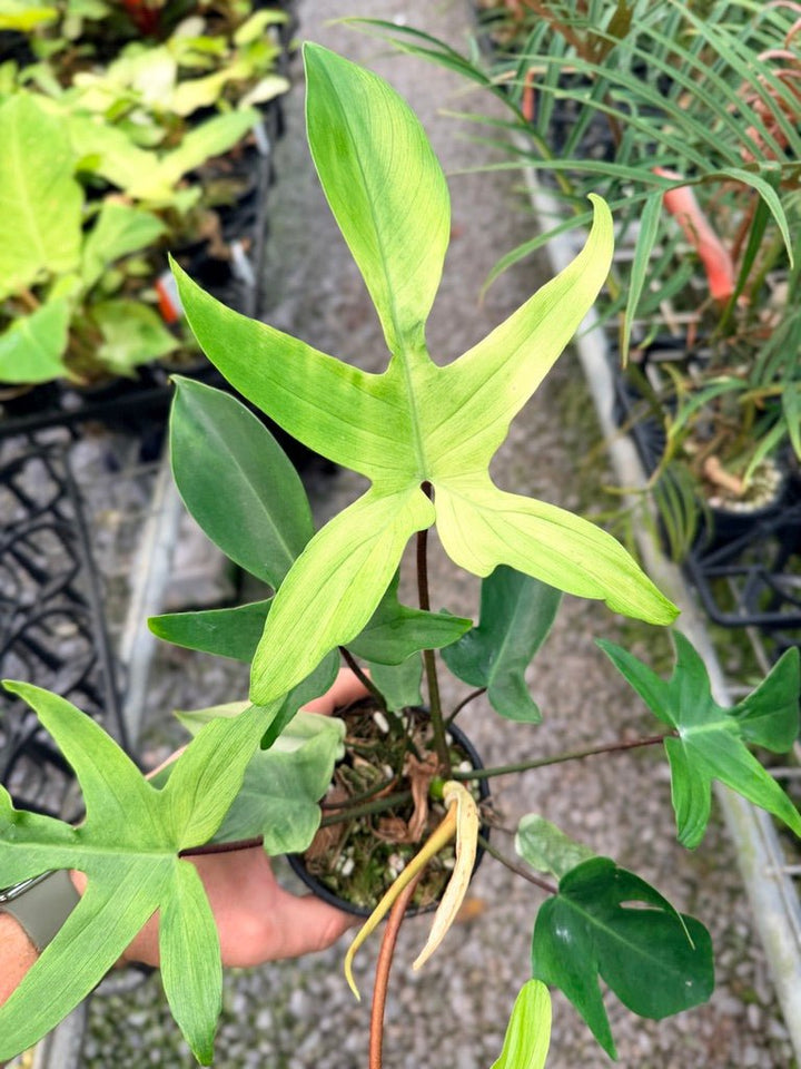 Handpicked 104 - Philodendron Pedatum - Florida Ghost | Uprooted