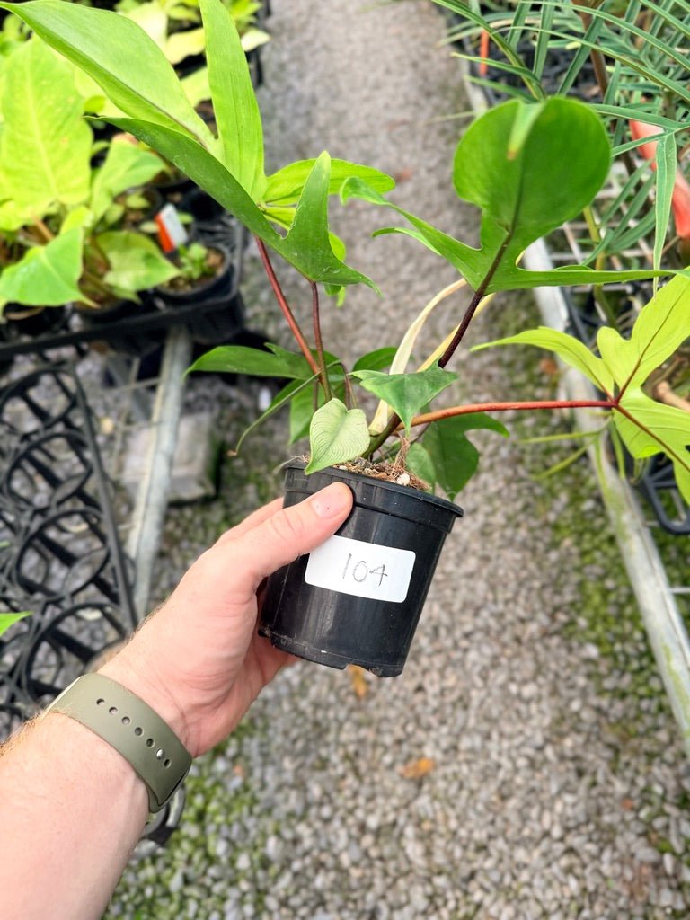 Handpicked 104 - Philodendron Pedatum - Florida Ghost | Uprooted