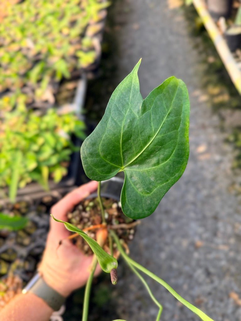 Handpicked 105 - Anthurium Pedatoradiatum | Uprooted
