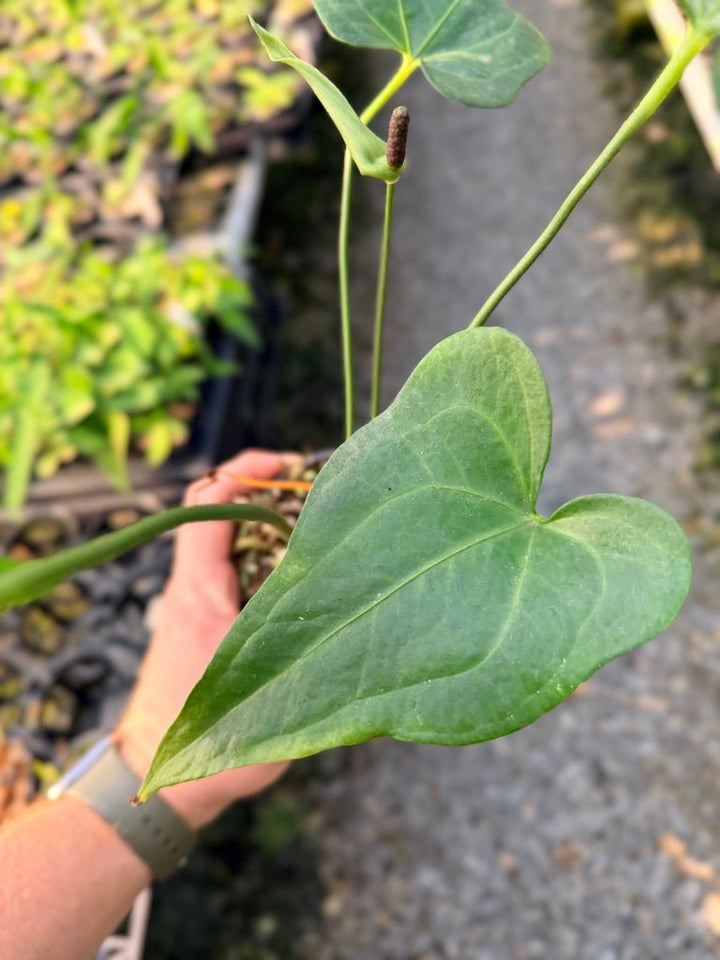 Handpicked 105 - Anthurium Pedatoradiatum | Uprooted
