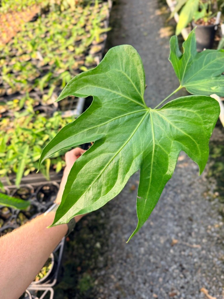 Handpicked 105 - Anthurium Pedatoradiatum | Uprooted