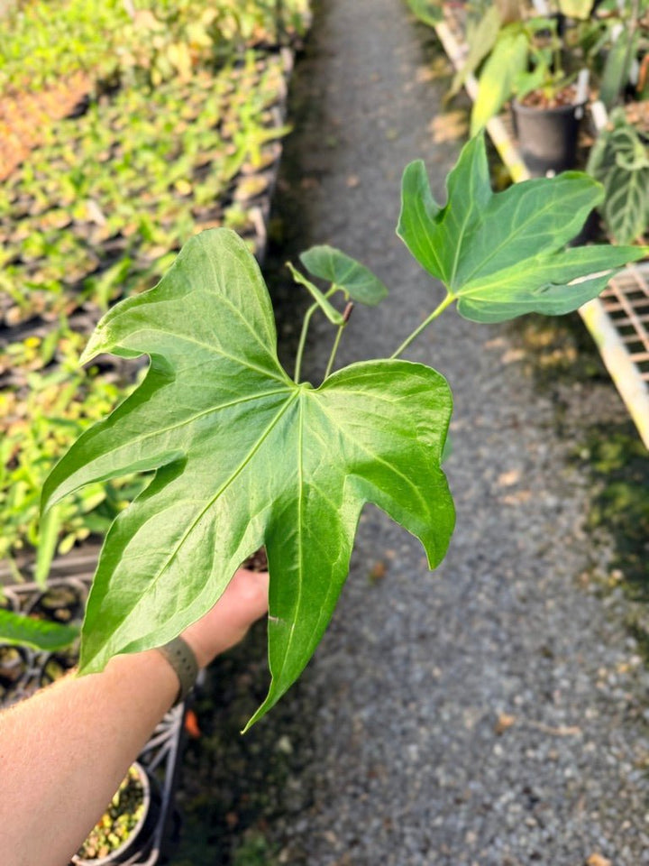 Handpicked 105 - Anthurium Pedatoradiatum | Uprooted