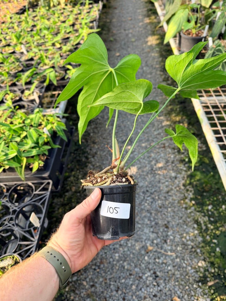 Handpicked 105 - Anthurium Pedatoradiatum | Uprooted