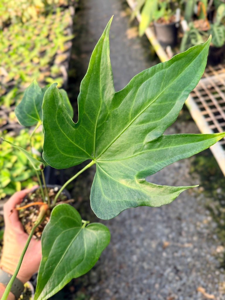 Handpicked 105 - Anthurium Pedatoradiatum | Uprooted