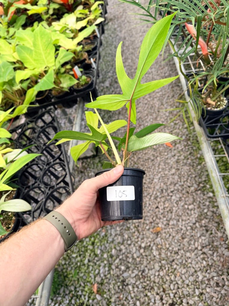 Handpicked 105 - Philodendron Pedatum - Florida Ghost | Uprooted