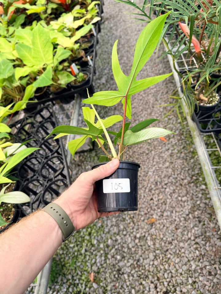 Handpicked 105 - Philodendron Pedatum - Florida Ghost | Uprooted