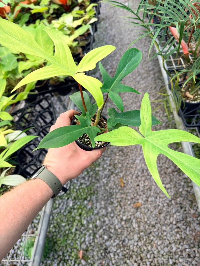 Handpicked 105 - Philodendron Pedatum - Florida Ghost | Uprooted