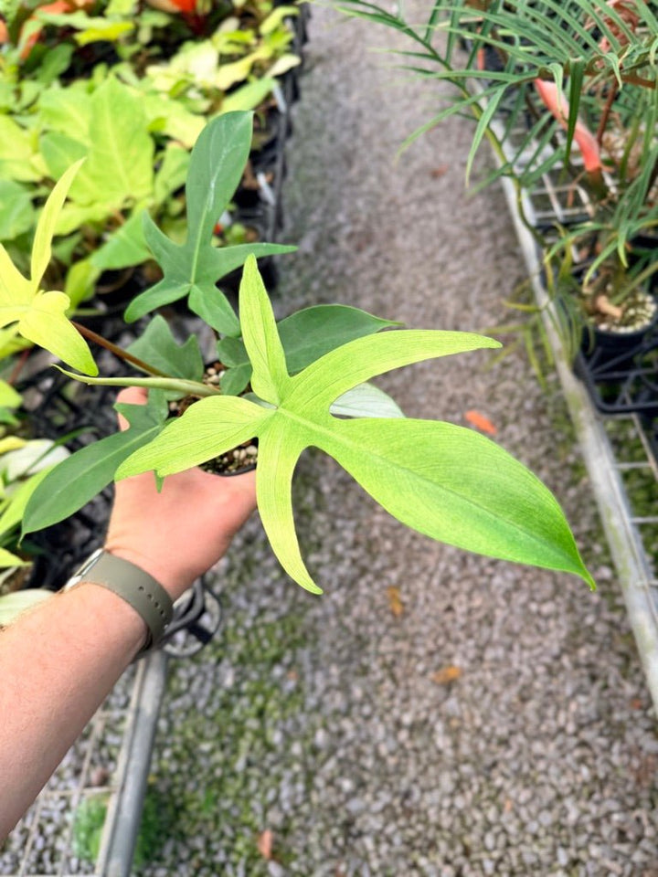 Handpicked 105 - Philodendron Pedatum - Florida Ghost | Uprooted