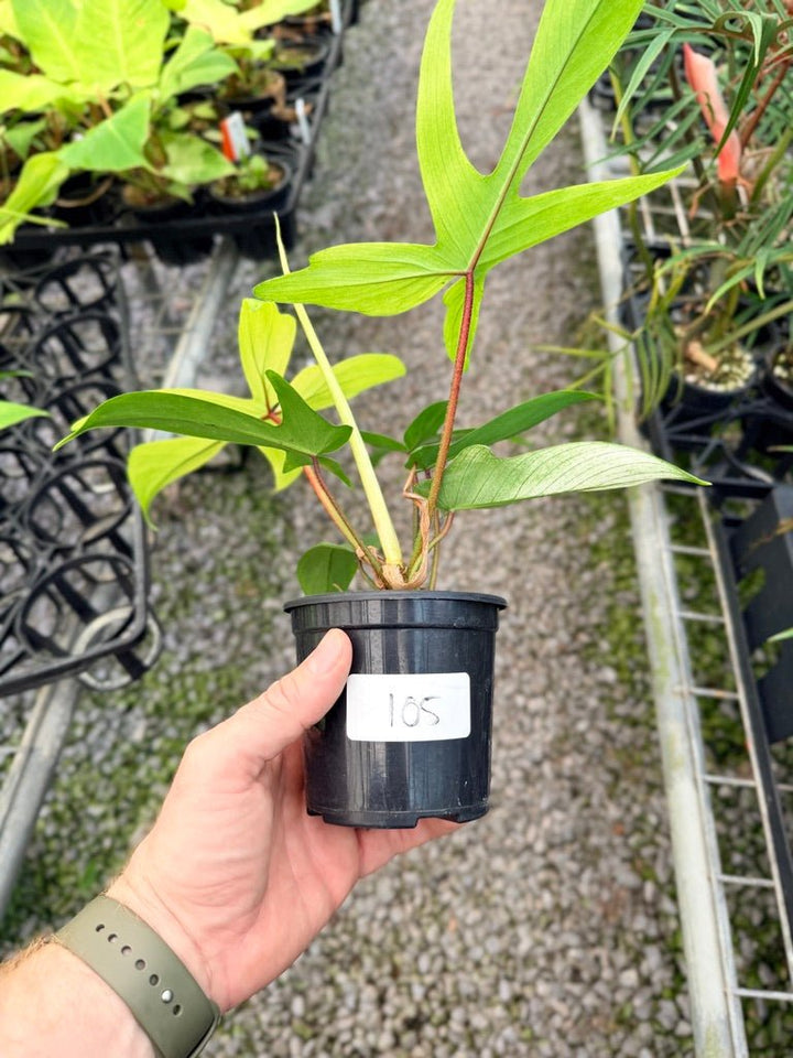 Handpicked 105 - Philodendron Pedatum - Florida Ghost | Uprooted