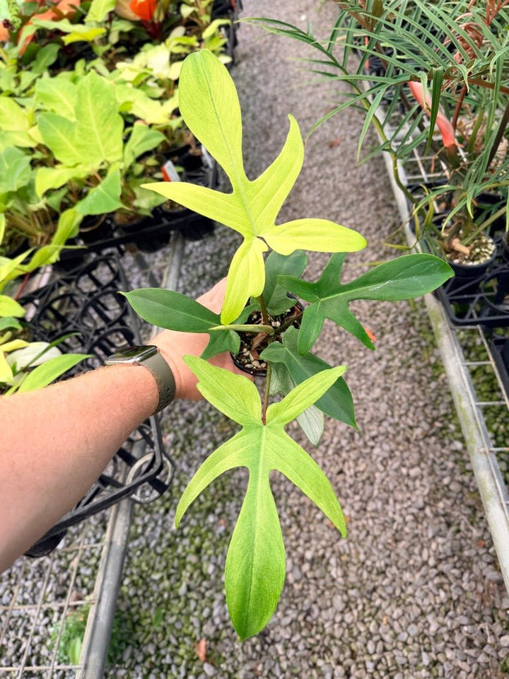 Handpicked 105 - Philodendron Pedatum - Florida Ghost | Uprooted