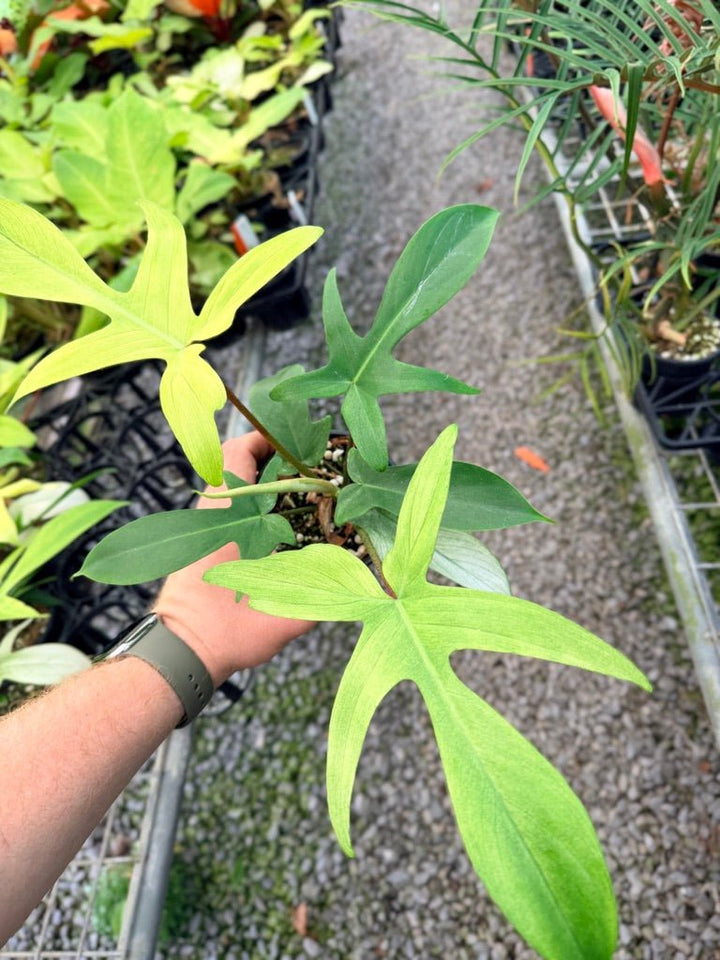 Handpicked 105 - Philodendron Pedatum - Florida Ghost | Uprooted