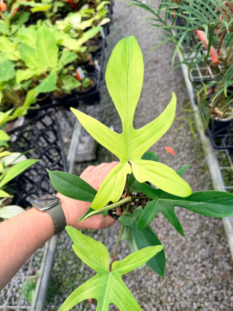 Handpicked 105 - Philodendron Pedatum - Florida Ghost | Uprooted