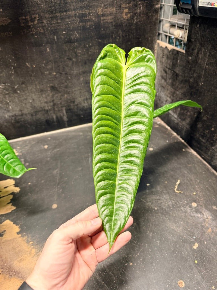 Handpicked 106 - Anthurium Veitchii | Uprooted