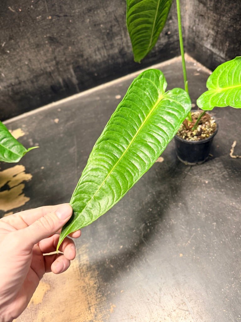 Handpicked 106 - Anthurium Veitchii | Uprooted