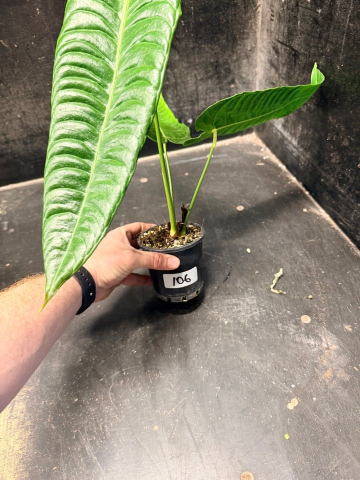 Handpicked 106 - Anthurium Veitchii | Uprooted