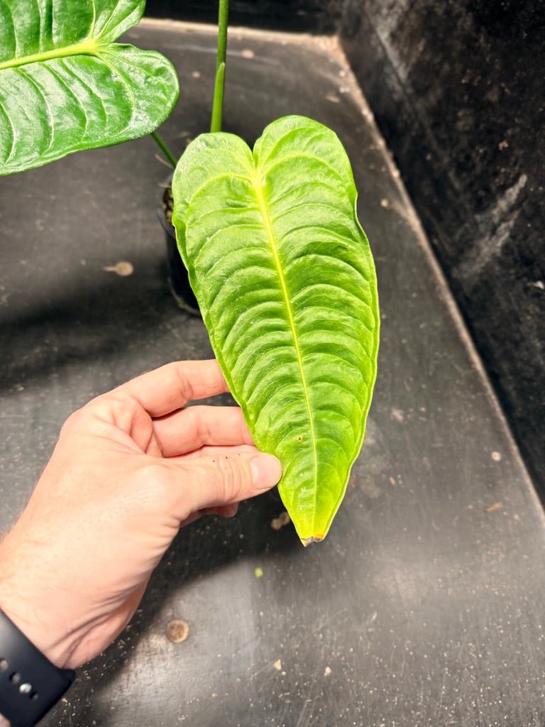 Handpicked 106 - Anthurium Veitchii | Uprooted