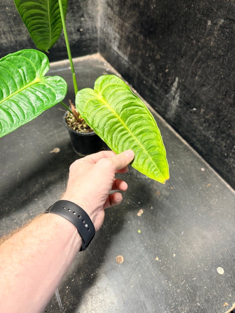 Handpicked 106 - Anthurium Veitchii | Uprooted