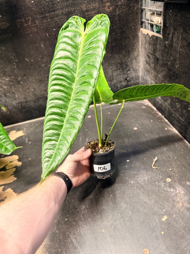 Handpicked 106 - Anthurium Veitchii | Uprooted
