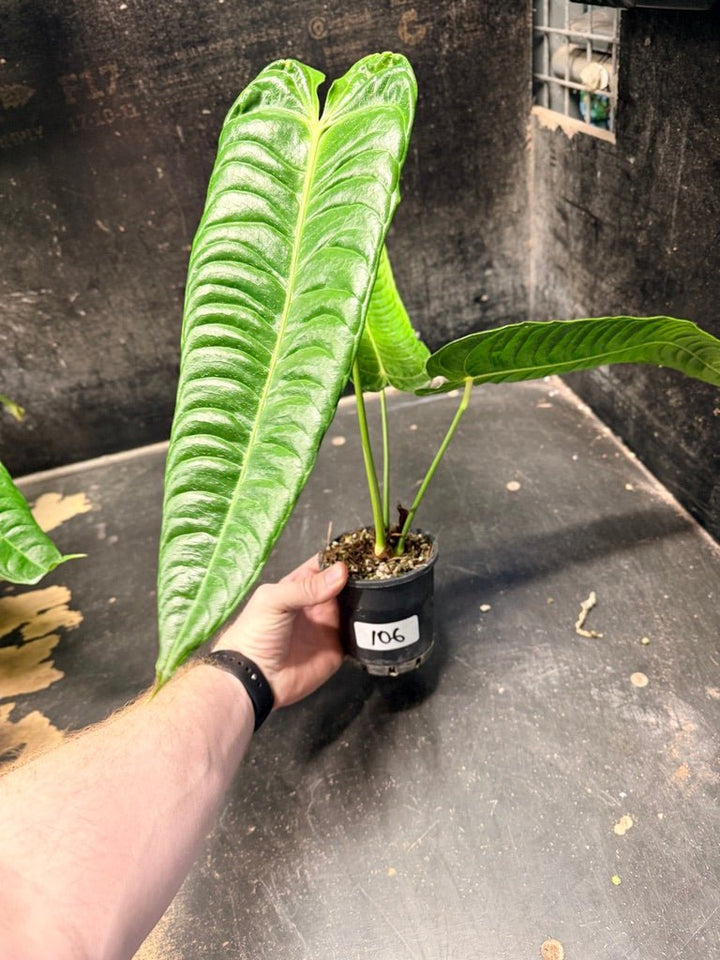 Handpicked 106 - Anthurium Veitchii | Uprooted