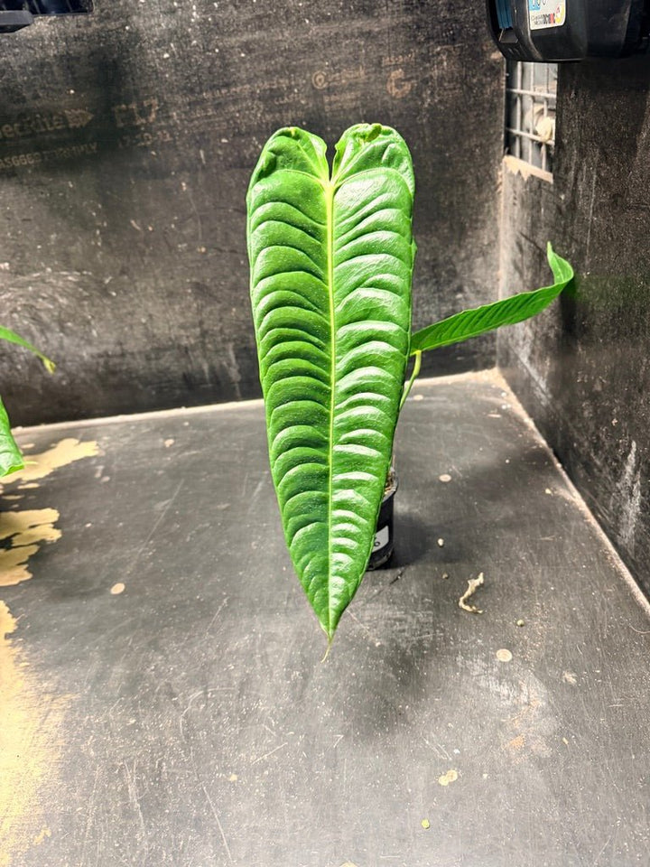 Handpicked 106 - Anthurium Veitchii | Uprooted