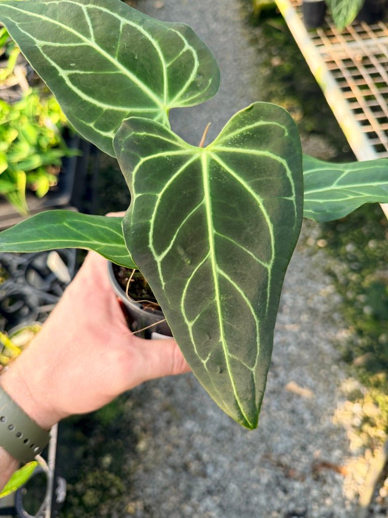 Handpicked 107 - Anthurium Regale | Uprooted