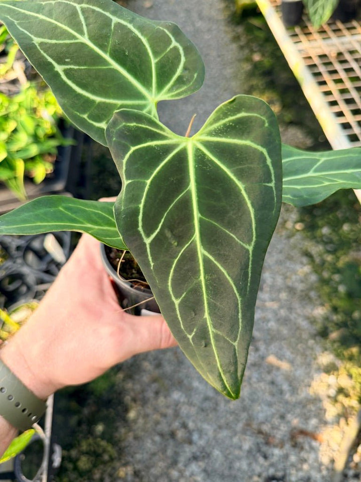 Handpicked 107 - Anthurium Regale | Uprooted