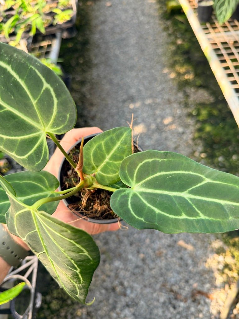 Handpicked 107 - Anthurium Regale | Uprooted