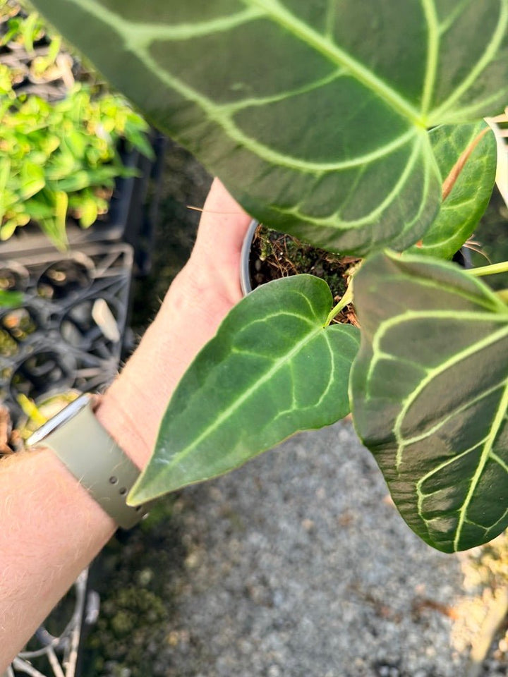 Handpicked 107 - Anthurium Regale | Uprooted