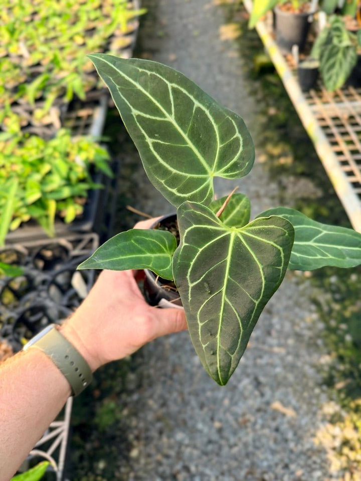 Handpicked 107 - Anthurium Regale | Uprooted