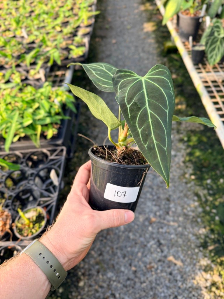 Handpicked 107 - Anthurium Regale | Uprooted