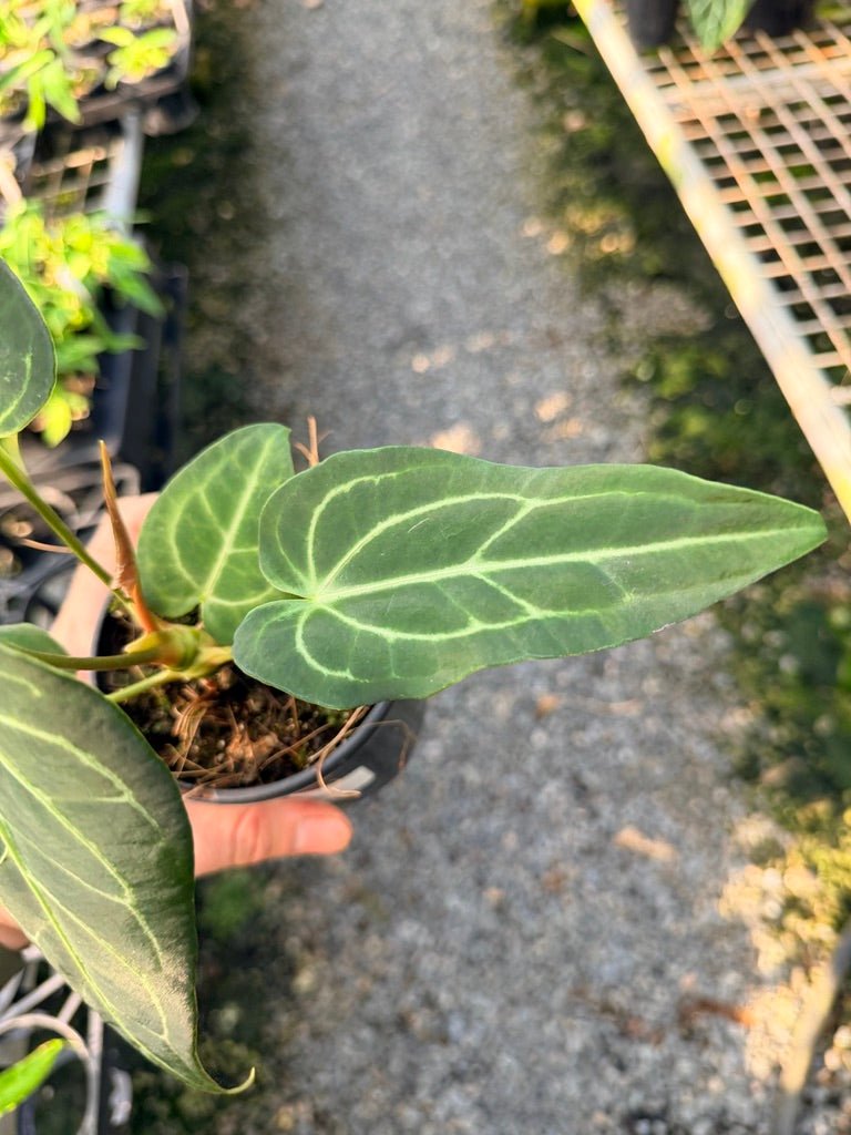 Handpicked 107 - Anthurium Regale | Uprooted