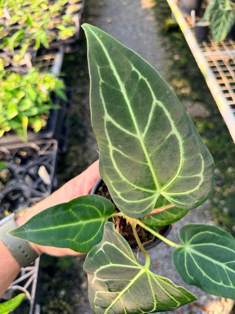 Handpicked 107 - Anthurium Regale | Uprooted