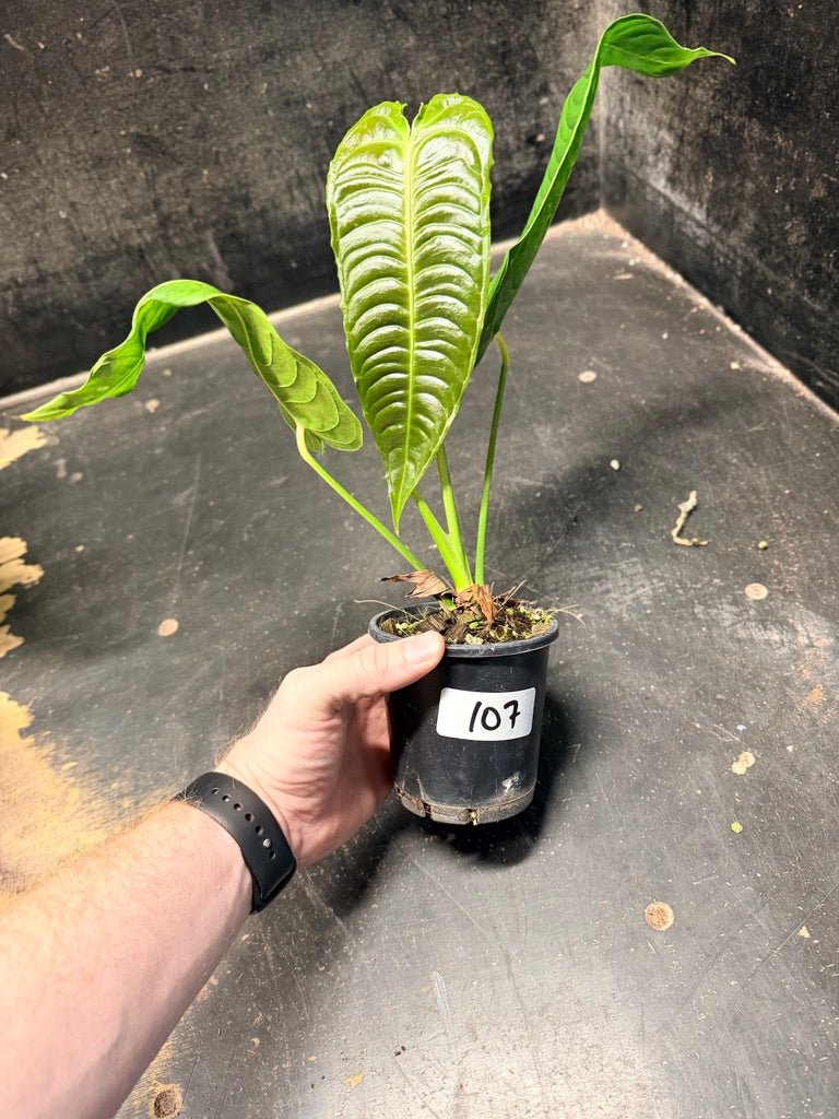 Handpicked 107 - Anthurium Veitchii | Uprooted